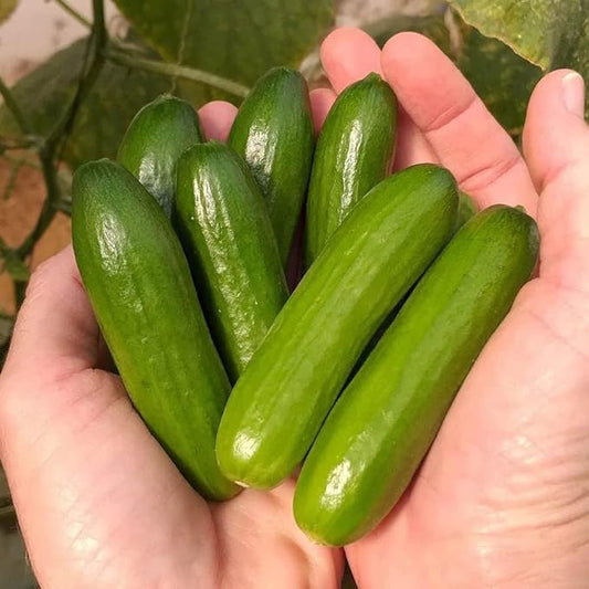 Park Seed Mini-Me F1 Organic Cucumber Seeds, Snack-Size Mini Cucumbers, 2 Packs, 10 Seeds Each Pack
