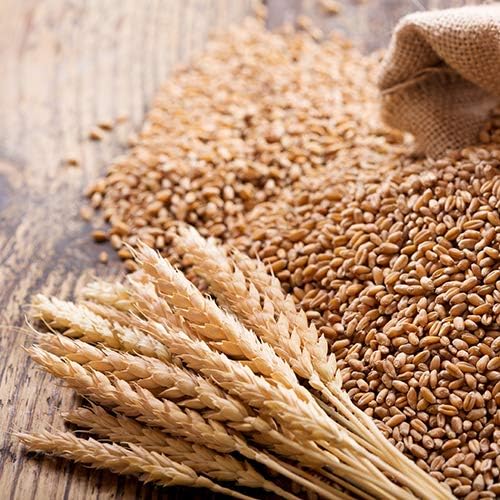Nature Jims Sprouts Wheatgrass Seeds - 100% Organic Wheat Grass Seed for Sprouting - Cat Grass Planter Seeds, Rich in Vitamins, Fiber and Minerals - Non-GMO, Healthy Wheatgrass Sprout Growing Seed