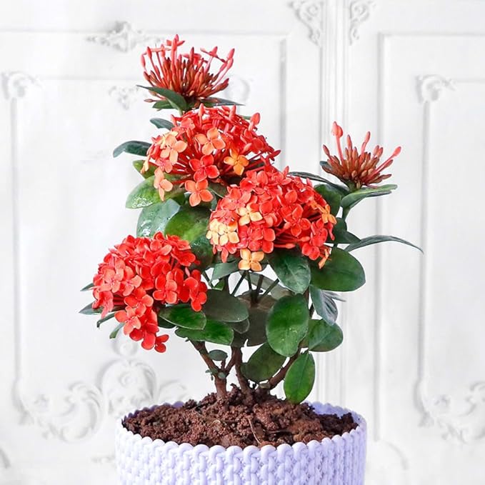 Elevate Your Ixora Garden with Gardenera's Organic Potting Mix - Tailored for Robust Ixora Plants and Stunning Blooms - 2 Quart