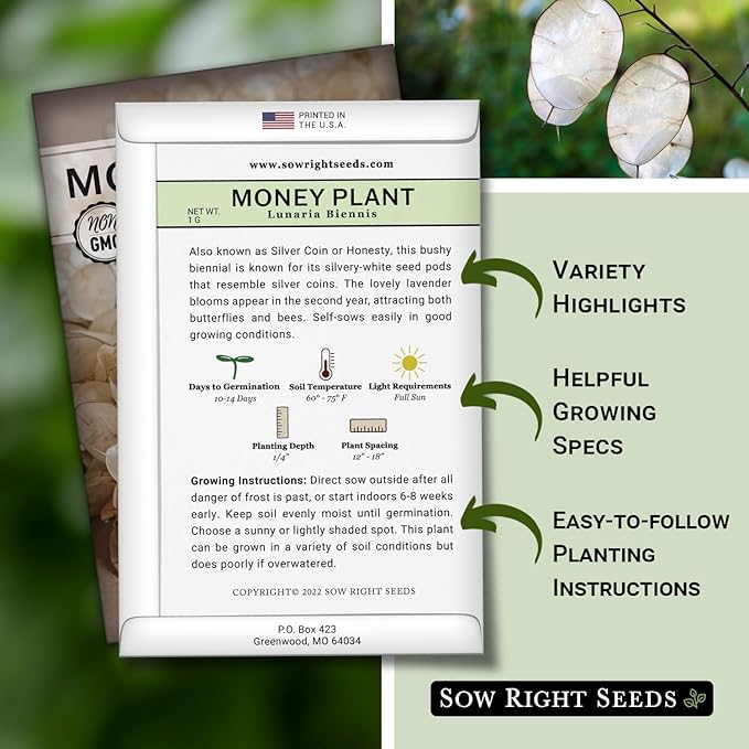 Sow Right Seeds - Money Plant Seeds - Honesty or Silver Coin Plant - Non-GMO Heirloom Seeds - Indoor or Outdoor - Full Instructions for Planting and Growing a Flower Garden - Great Gardening Gift (3)
