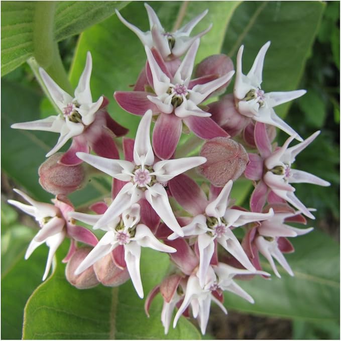 Seed Needs Showy Milkweed Seeds for Planting - Untreated & Open Pollinated, Attracts Monarch Butterflies in a Butterfly Garden (5 Packs)