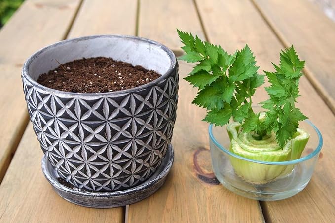 Premium Celery Potting Soil Mix - Optimal Nutrient-Rich Blend for Thriving and Crisp Celery Plants - 2 Quart
