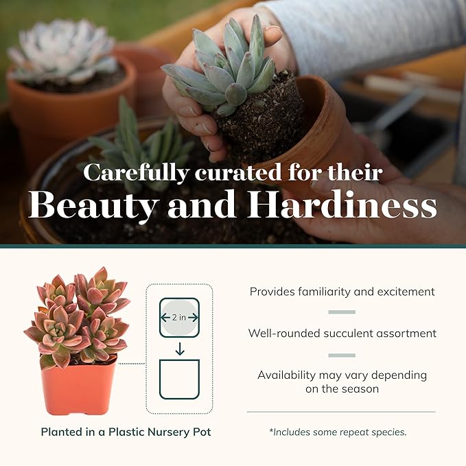 Shop Succulents Assorted Succulent Plant Pack Bulk Collection - Live Mini Succulent Plants, Low Maintenance, Mixture of Colors & Textures - Wedding and Party Favors, Gift & Garden, Pack of 140