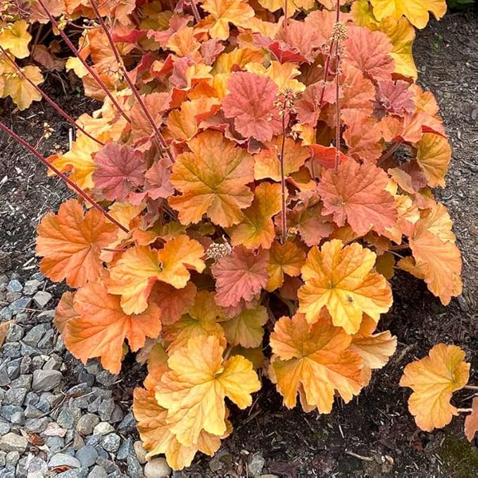 2 Heuchera Live Plants, Coral Bells Red Oragne Yellow Heuchera Perennials for Outdoor Garden, Shade Border, Containers, 4-6” Tall Well-Rooted