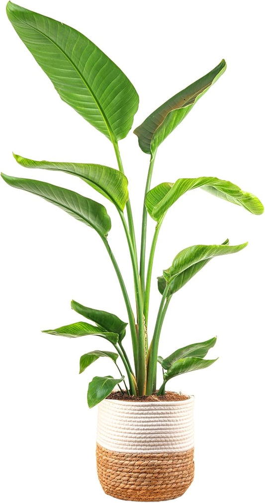 Costa Farms White Bird of Paradise, Live Indoor Plant in Boho Decor Plant Pot, Potting Soil Mix, Tropical Air Purifying Houseplant, Home and Office Decor, Unique Plant Gift, 3-4 Feet Tall