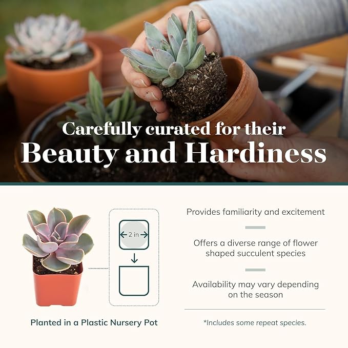 Shop Succulents Rosette Succulent Plant Pack Collection - Live Mini Succulent Plants, Low Maintenance, Floral Shaped Mix of Colors & Textures - Wedding and Party Favors, Gift & Garden, Pack of 20