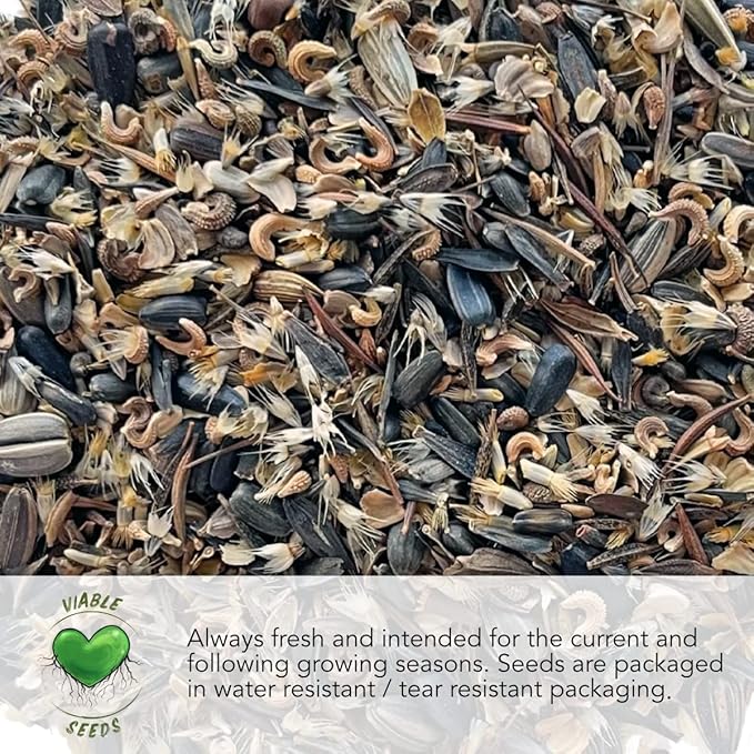 Seed Needs Winter Savory Seeds for Planting - Non-GMO, Heirloom & Untreated Perennial Herbs - Organically Grow a Culinary Kitchen Garden Indoors or Outdoors (1 Pack)
