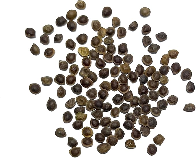 Seed Needs Sensitive Plant Seeds for Planting Mimosa pudica - Heirloom & Open Pollinated Annual Flowers - Pink Blooms with Leaves That React to Touch (5 Packs)