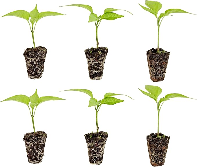 Bonnie Plants Jalapeno Pepper Plug, Live Plant, 3 Cubic in., 6-Pack & Sweet Basil Plug, Live Plant, 3 Cubic in., 6-Pack & Sweet Mint Plug, Live Plant, 3 Cubic in., 6-Pack