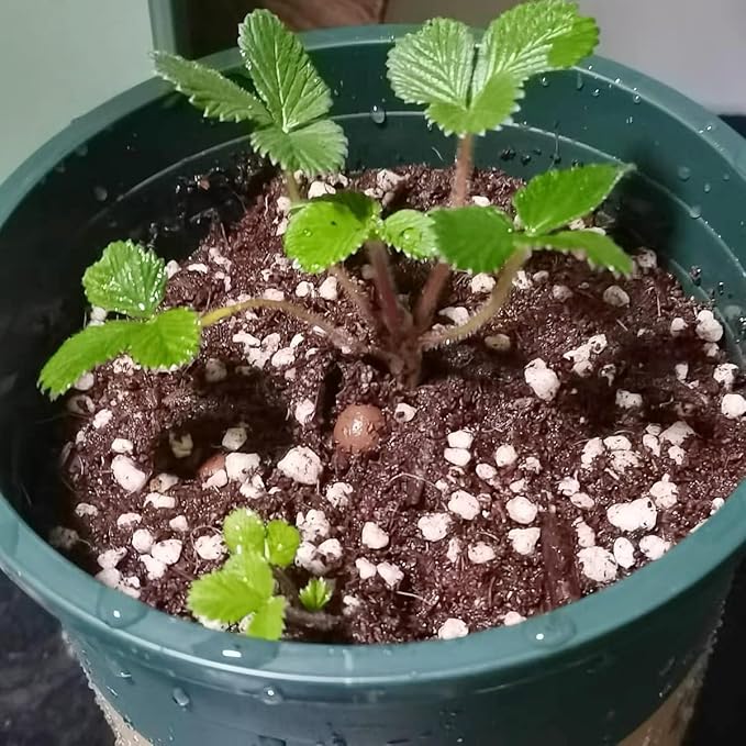 10 Quart Organic Perlite Horticultural Soil Amendment for Plants and Enhanced Drainage Enhanced Growth