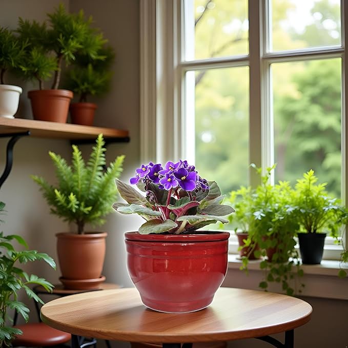 African Violet Pots Self Watering Round Ceramic Violet Pot (red, 6 inch)