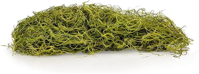Premium Spanish Moss in Spring Green| Natural Preserved - Great Ground Cover - Filler for Potted Plants - by GARDENERA - 2 Quart Bag