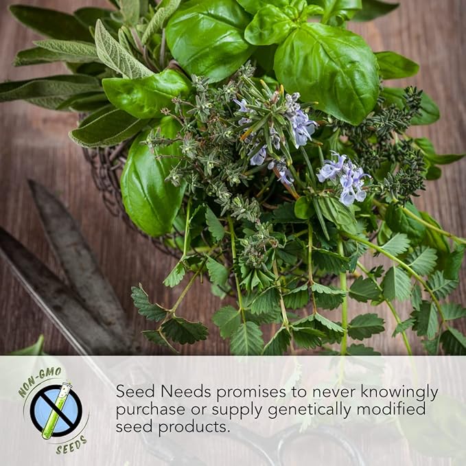 Seed Needs Winter Savory Seeds for Planting - Non-GMO, Heirloom & Untreated Perennial Herbs - Organically Grow a Culinary Kitchen Garden Indoors or Outdoors (1 Pack)