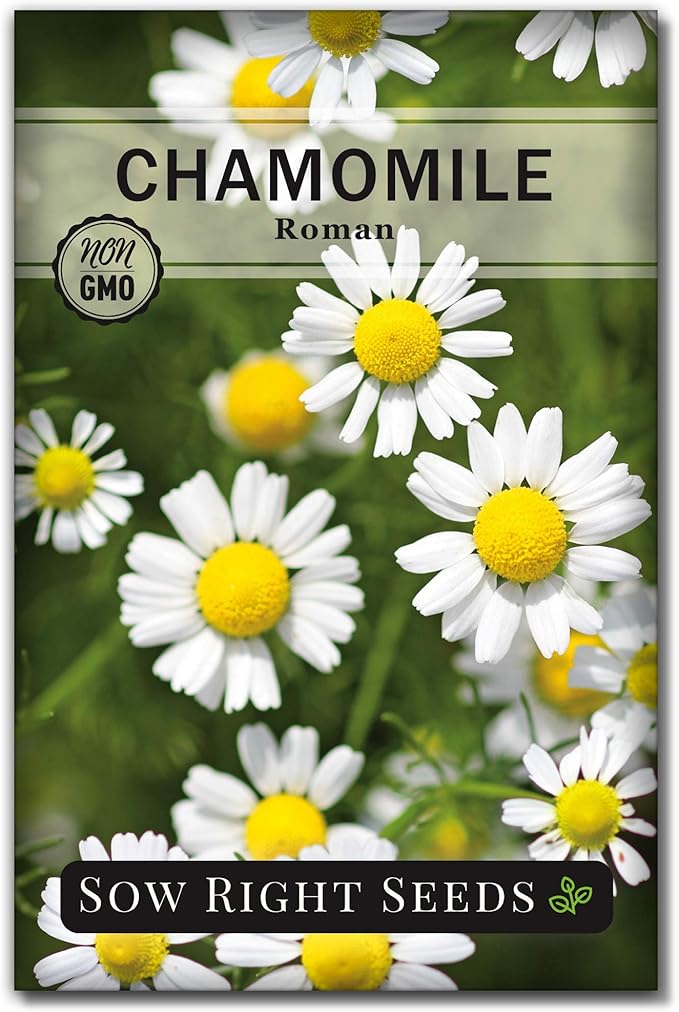 Sow Right Seeds - Dwarf Herb Seed Collection for Planting - Munstead Lavender, Greek Basil, Compact Dill, Roman Chamomile & Thyme to Grow a Home Garden - Compact Varieties - Grow Your Own Fresh Herbs
