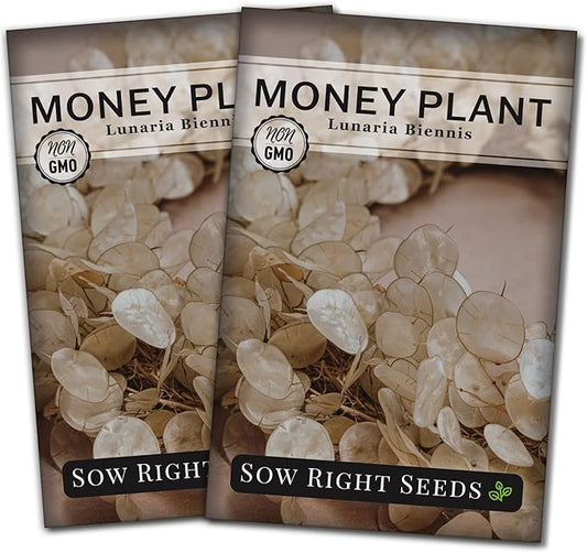 Sow Right Seeds - Money Plant Seeds - Honesty or Silver Coin Plant - Non-GMO Heirloom Seeds - Indoor or Outdoor - Full Instructions for Planting and Growing a Flower Garden - Great Gardening Gift (2)