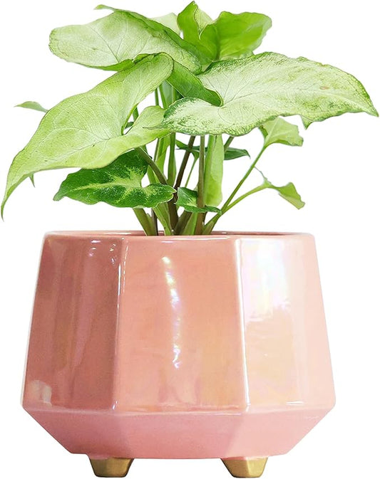 8 Inch Ceramic Planter for Indoor Plants - Plant Pots with Drainage Hole - Modern Minimalist Flower Pot for Succulents and Herbs