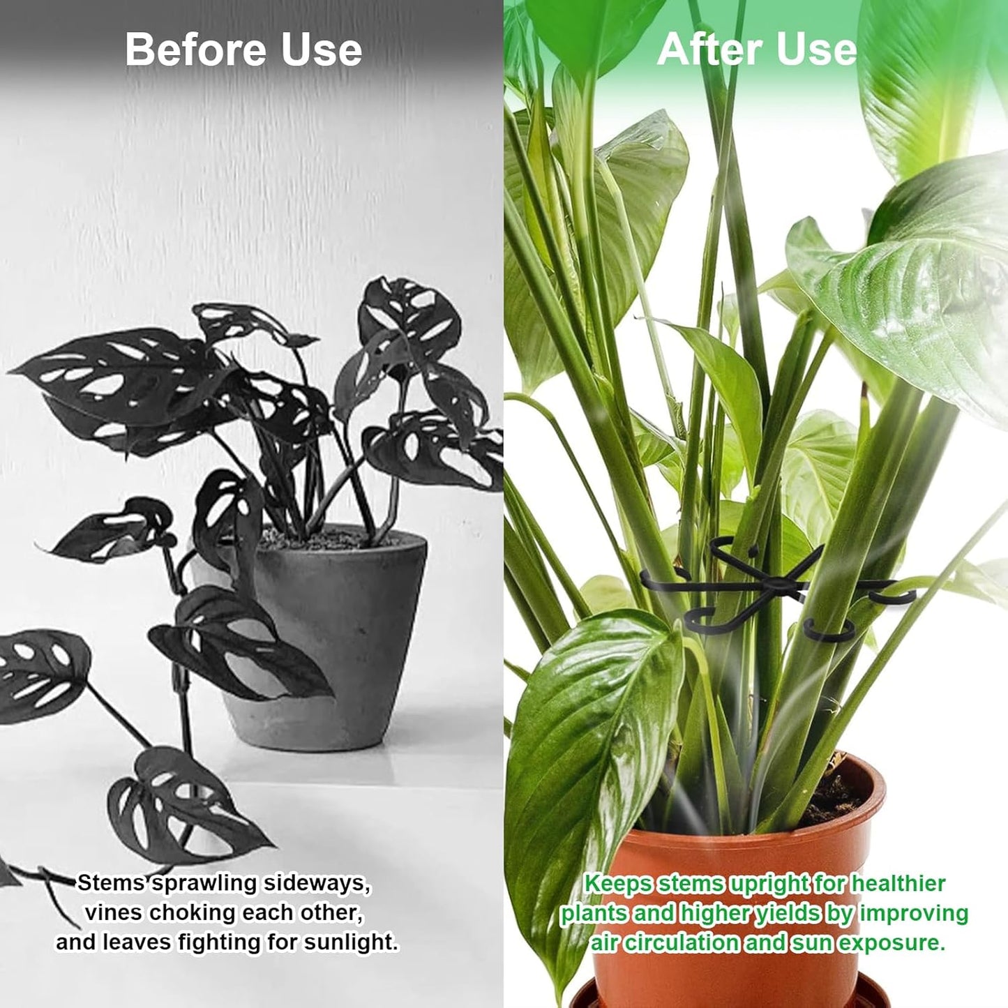 6pcs Climbing Houseplant Stem Supports,Plant stem Support Indoor Outdoor Use,Stem Hook Growth Accessories for Plant Garden, Promotes Upright Growth and Airflow(Black)