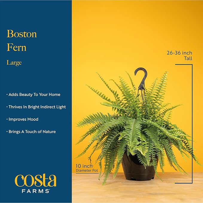 Costa Farms Boston Fern Live Plant, Outdoors or Indoor Houseplant in Hanging Basket Planter, Ferns Soil Mix, Real Plants Gift, Housewarming, Patio, Balcony, Front Porch Decor, 1-2 Feet Tall and Wide