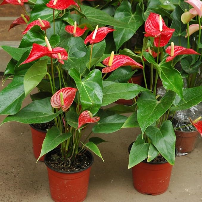 Organic Anthurium Potting Mix by Gardenera - Nourish Your Plants Naturally - 2 QUARTS
