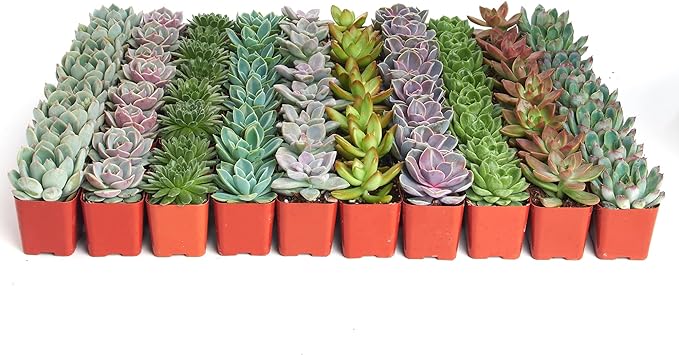 Shop Succulents Rosette Succulent Plant Pack Bulk Collection, Live Mini Succulent Plants, Low Maintenance, Floral Shaped Mix of Colors & Textures - Wedding and Party Favors, Gift & Garden, Pack of 256