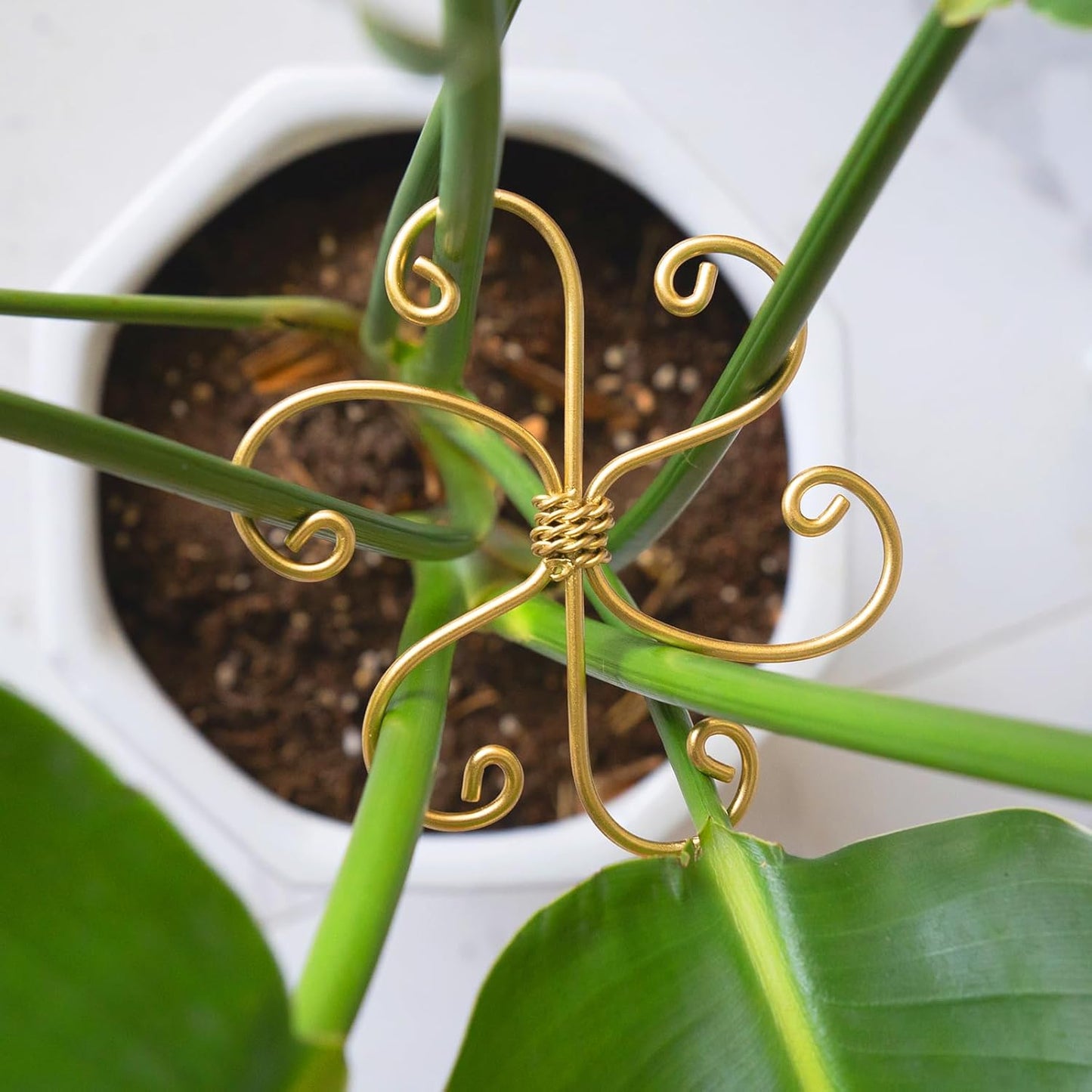 5PCS Plant Stem Support - Durable 5pcs Iron Grapple Holder for Monstera & Climbing Plants, Unique Design for Optimal Growth, Bamboo Clamp Set for Leaf Stabilization and Support (Gold)