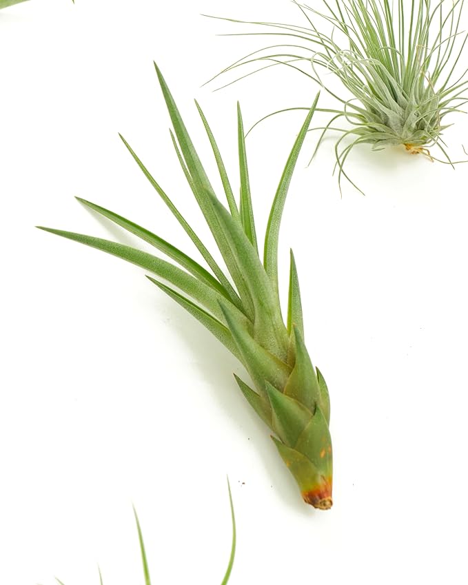 Shop Succulents | Assorted Collection of Live Air Plants, Hand Selected Variety Pack of Air Succulents | Collection of 8