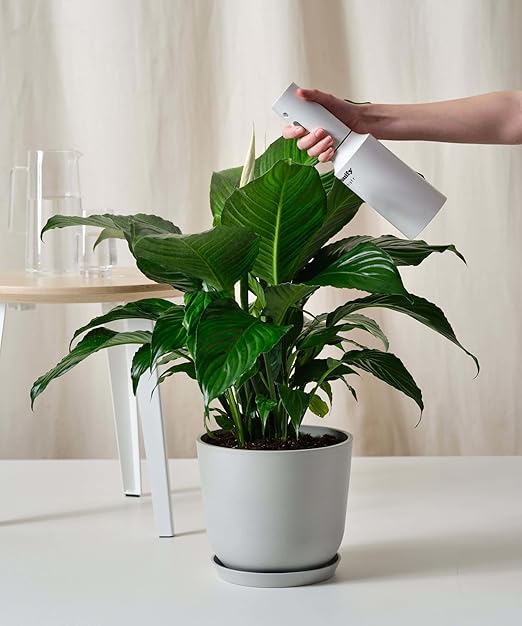 Organic Peace Lily Elixir by Gardenera - 32 oz - Premium Liquid Kelp Fertilizer for Enhancing Peace Lily Growth