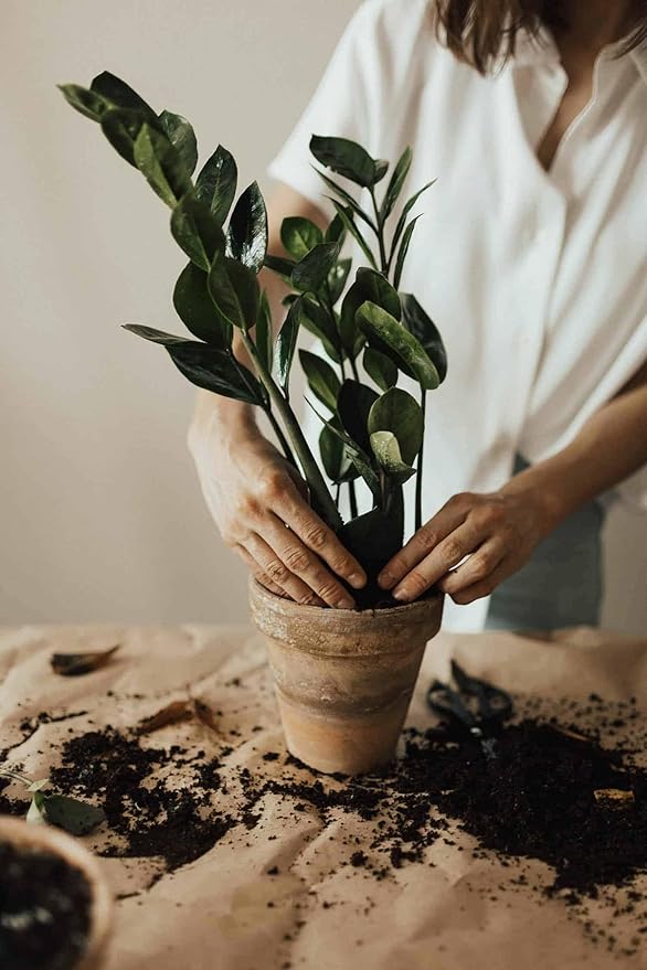Premium ZZ Plant Organic Potting Blend - Sustainable Growth & Revitalized Soil Ecosystem - 5 QUARTS