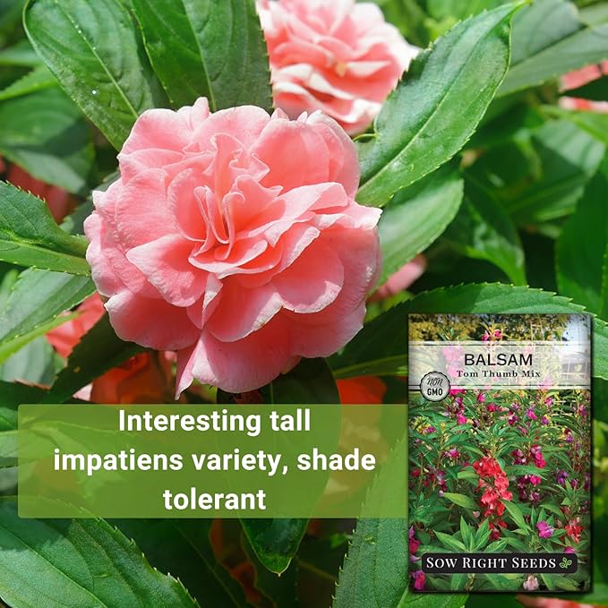 Sow Right Seeds - Balsam Tom Thumb Mix Flower Seeds for Planting - Indoors or Outdoors - Non-GMO Heirloom Packet with Instructions to Plant in Your Garden - Impatiens - Colorful Blooms (1)