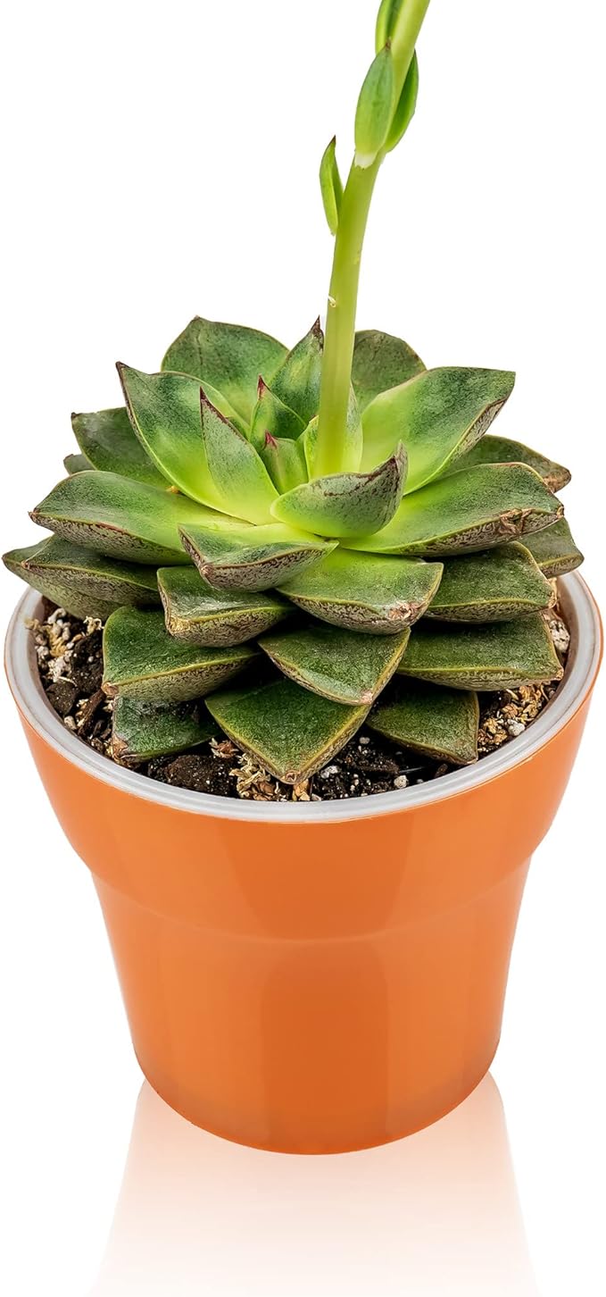 Professional Succulent Soil Premium All Purpose Blend | Pre-Mixed Ready to Use for Cactus and Succulents | Sphagnum Peat Moss, Perlite, New Zealand Pine Bark - Made in USA - 4 Quart