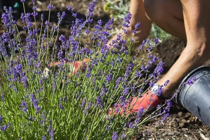 Organic Lavender Soil Blend - Enhance The Beauty and Aroma of Your Garden - 20 QUARTS