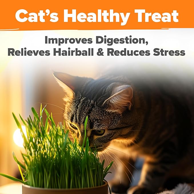HOME GROWN Organic Cat Grass Seeds Pack 8oz – 7200 𝗡𝗢𝗡-𝗚𝗠𝗢 𝗨𝗦𝗔-𝗦𝗢𝗨𝗥𝗖𝗘𝗗 Heirloom Oat & Barley Grass Seeds for Indoor Cats – High Germination Hairball Relief, Pet Grass Ready in 7Days