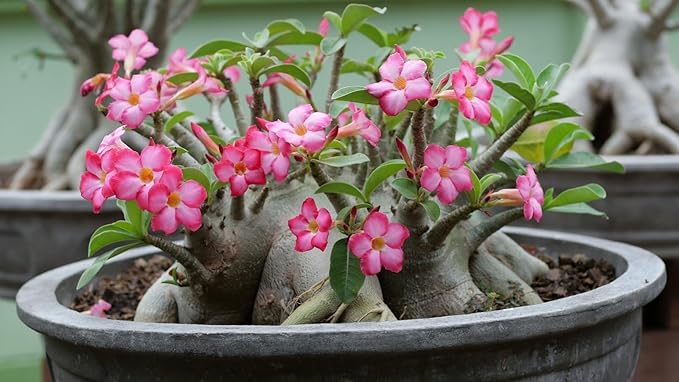 Organic Desert Rose Soil Blend - Promote Strong Root Development and Flowering - 20 QUARTS