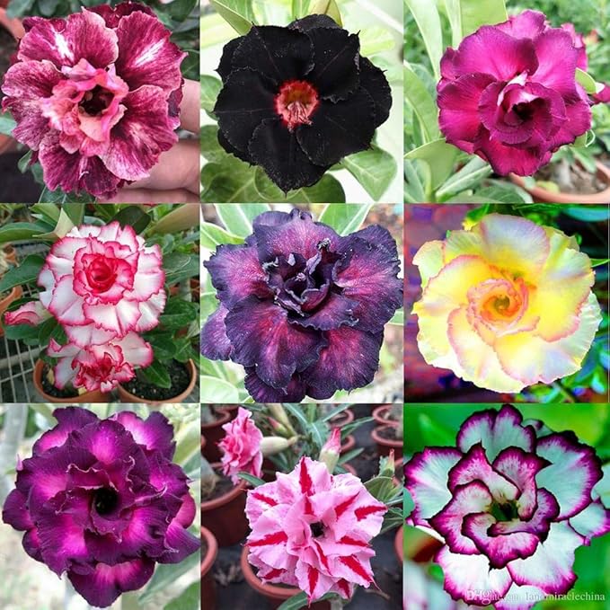 Organic Desert Rose Soil Blend - Promote Strong Root Development and Flowering - 20 QUARTS