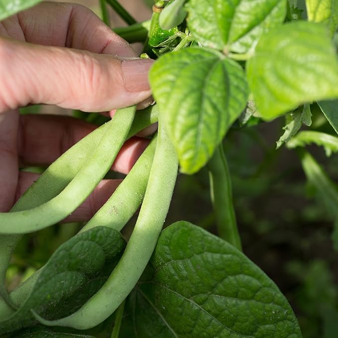 Park Seed Derby Green Bean Organic Bush Seeds, Pack of 100 Seeds