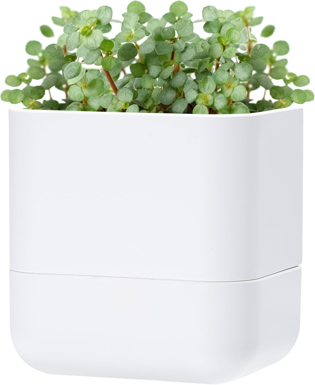 Phoenix Vine 6.5-Inch Wall Mounted Self-Watering Planter Pot for Indoor Houseplants and Herbs | Modern Hanging Planter for Window Sills, Bathroom Walls, Home & Office Décor, White, Set of 1, 01-WP-W-1