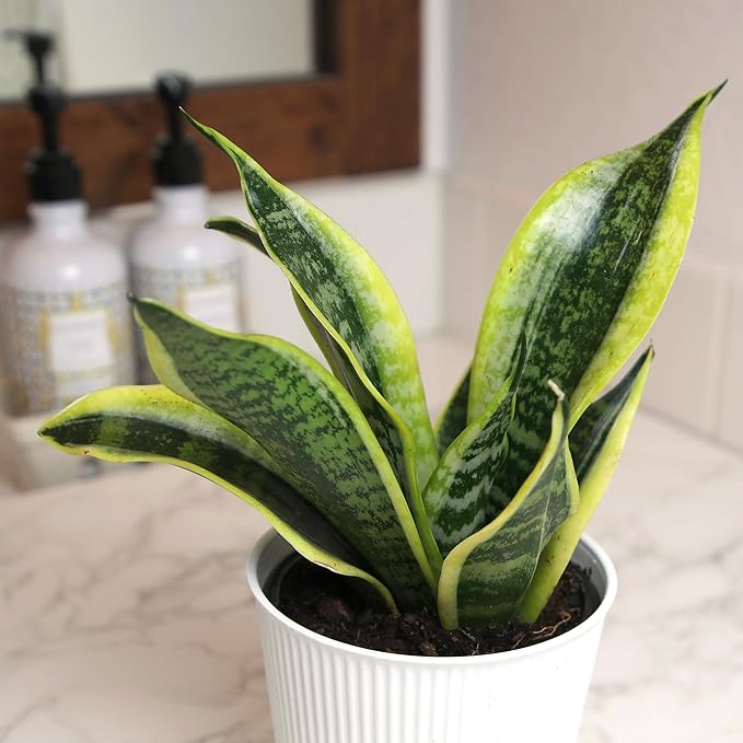 Altman Plants Sansevieria Superba Snake Plants (Approx. 8" Tall) in White Plant Pot, Variegated Snake Plant Decor, Easy Plant Gift & Desk Plant, Live Snake Plant Live Indoor with Pot, Air Purifying