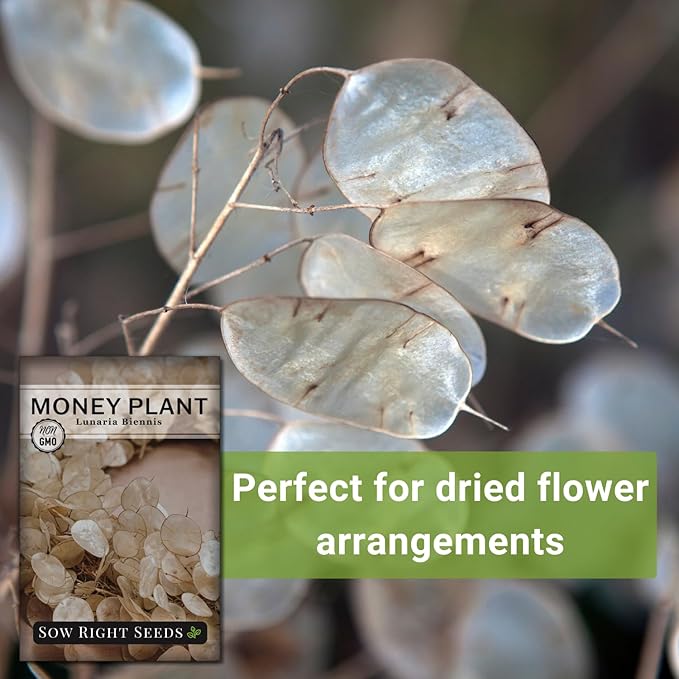 Sow Right Seeds - Money Plant Seeds - Honesty or Silver Coin Plant - Non-GMO Heirloom Seeds - Indoor or Outdoor - Full Instructions for Planting and Growing a Flower Garden - Great Gardening Gift (3)