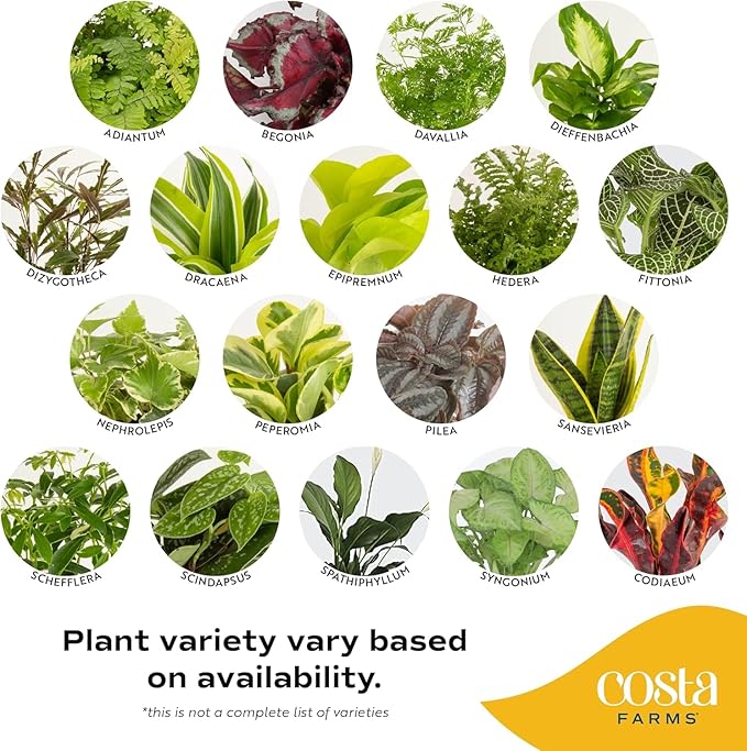 Costa Farms Live House Plants (4 Pack), Easy to Grow Live Indoor Houseplants, Grower's Choice Air Purifier Set, Potted in Indoors Garden Plant Pots, Potting Soil, Housewarming Gift, Home or Room Decor