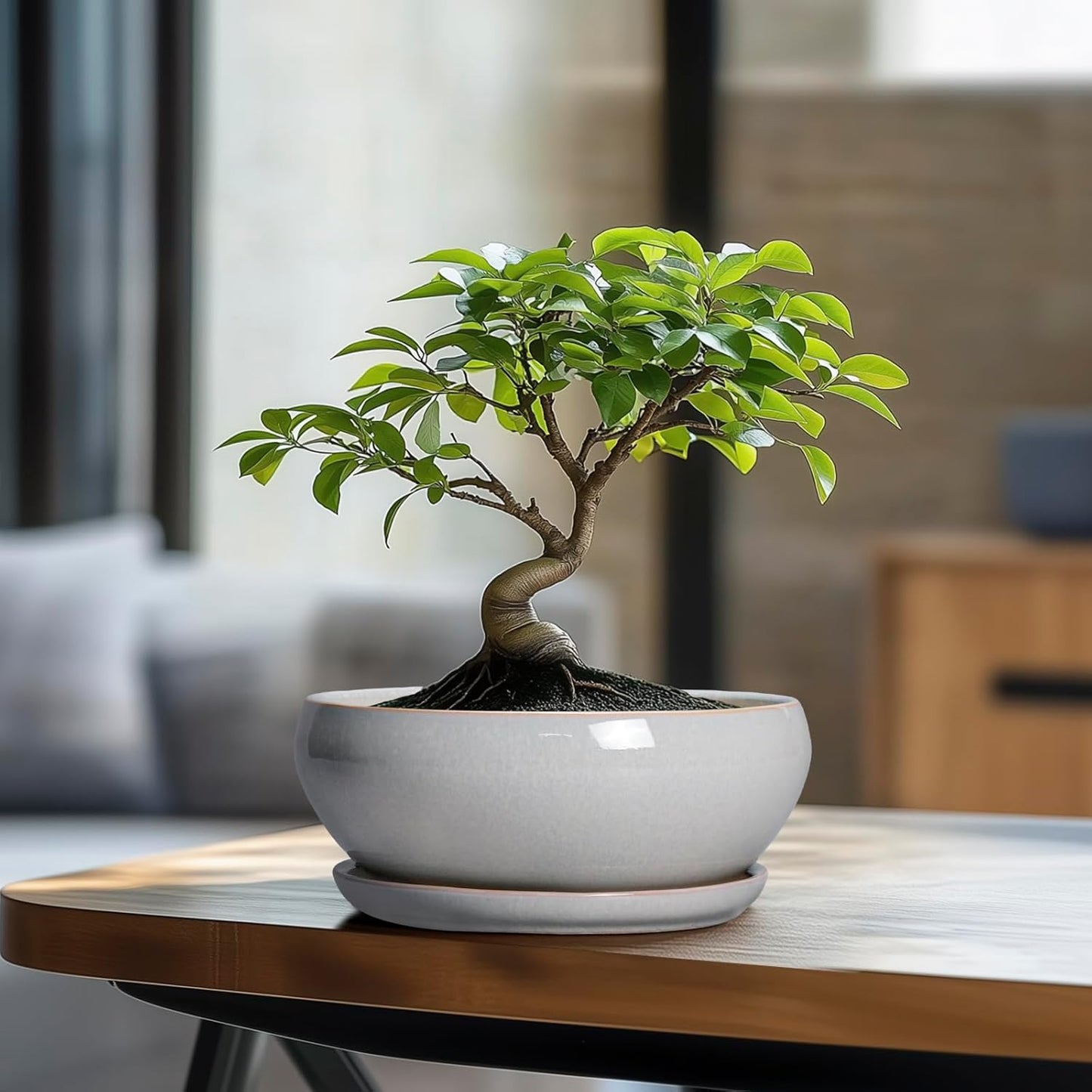 SQOWL Bonsai Tree Pots - 8 Inch Ceramic Plant Pots for Succulents, Shallow Planter with Drainage Hole and Saucer, Round Planter Indoor Outdoor, Bowl Planters, Home Decor, Gift for Plant Lover, Gray