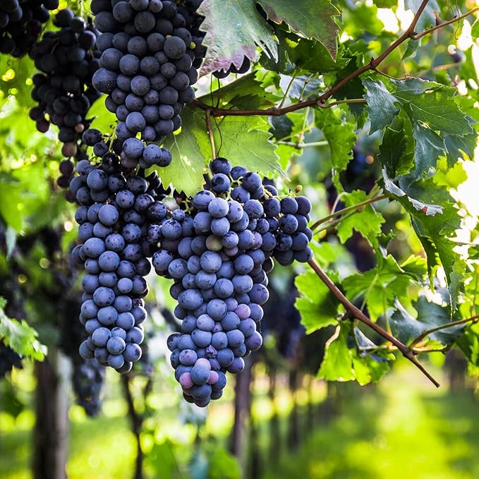 PERFECT PLANTS Mars Grape Vine in 3 Gallon Grower's Pot | Delicious Seedless Fruits for Home Trellis | Can Be Used for Jellies, Eaten Fresh, and More
