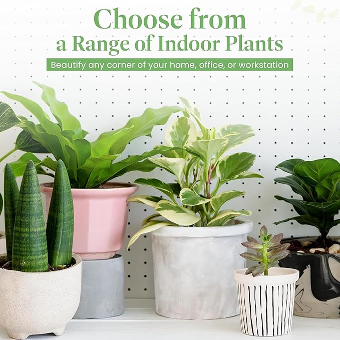 American Plant Exchange Peace Lily, Live Indoor Flowering Houseplant, Easy Care, Low Light, 6-Inch Pot W/Deco Cover, 15-24 Inches Tall, Home, Office & Patio Décor, Housewarming or Sympathy Gift