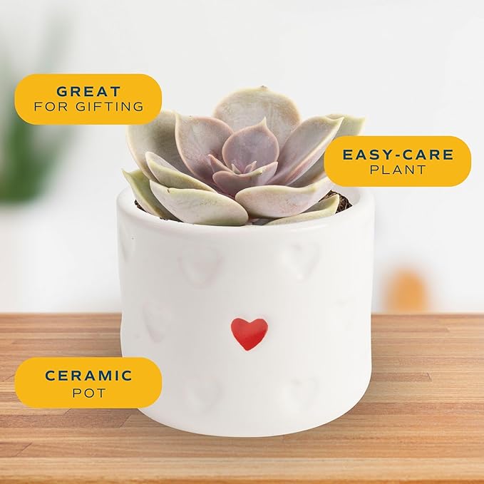 Costa Farms Succulent Plants (Pack of 3), Live Indoor Plant Mini Succulent in Cute Decor Plant Pot, Potting Soil Mix, Grower's Choice, Valentine's Day Gift, Valentine Decor, Room Decor, 2-Inches Tall