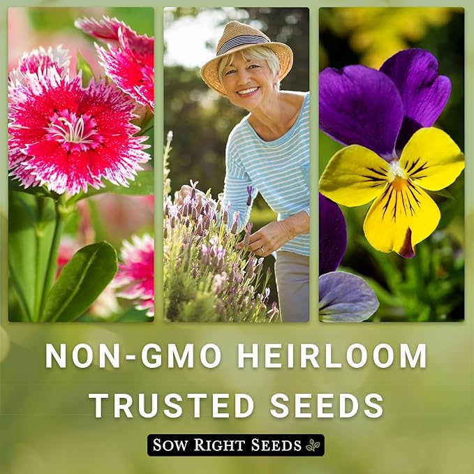 Sow Right Seeds - Money Plant Seeds - Honesty or Silver Coin Plant - Non-GMO Heirloom Seeds - Indoor or Outdoor - Full Instructions for Planting and Growing a Flower Garden - Great Gardening Gift (4)