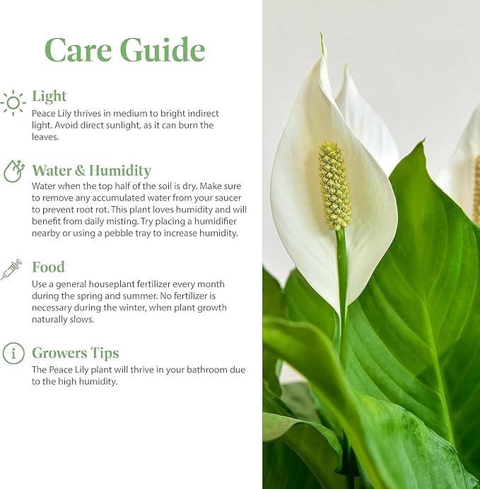 American Plant Exchange Peace Lily, Live Indoor Flowering Houseplant, Easy Care, Low Light, 6-Inch Pot W/Deco Cover, 15-24 Inches Tall, Home, Office & Patio Décor, Housewarming or Sympathy Gift