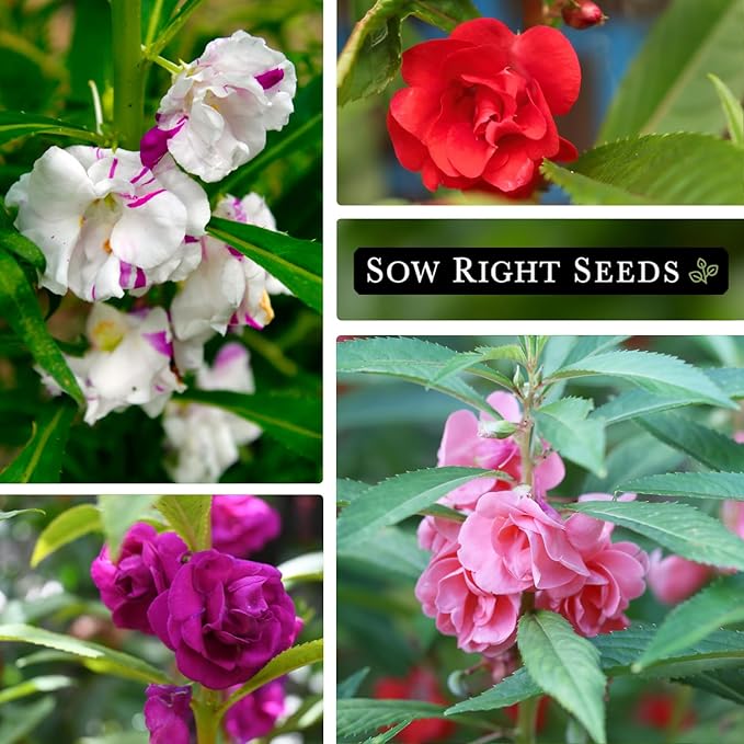 Sow Right Seeds - Balsam Tom Thumb Mix Flower Seeds for Planting - Indoors or Outdoors - Non-GMO Heirloom Packet with Instructions to Plant in Your Garden - Impatiens - Colorful Blooms (1)