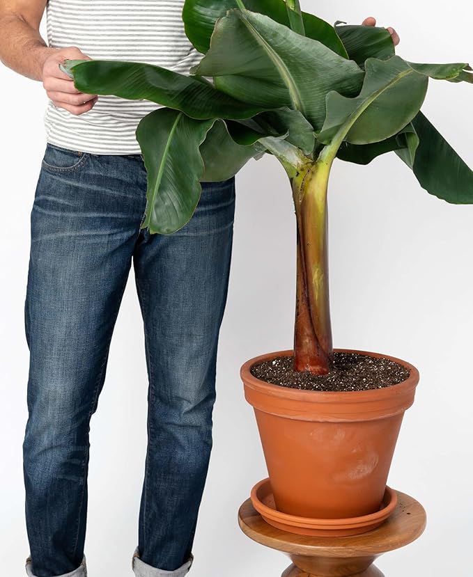 Organic Banana Tree Soil Mix - Specially Designed for Thriving Banana Plants - Nutrient-Rich Blend for Healthy Root Development and Lush Foliage (2 Quart)