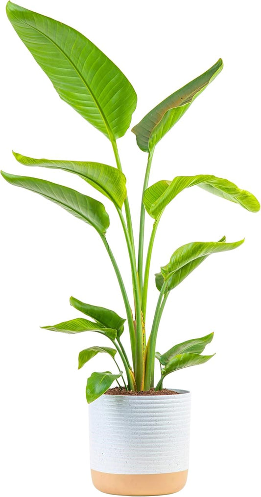 Costa Farms White Bird of Paradise, Live Indoor Plant in Nursery Plant Pot, Potting Soil Mix, Tropical Air Purifying Houseplant, Home and Office Decor, Unique Plant Gift, 3-4 Feet Tall