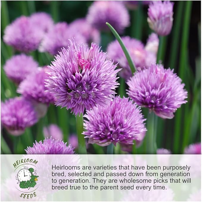 Seed Needs Winter Savory Seeds for Planting - Non-GMO, Heirloom & Untreated Perennial Herbs - Organically Grow a Culinary Kitchen Garden Indoors or Outdoors (1 Pack)