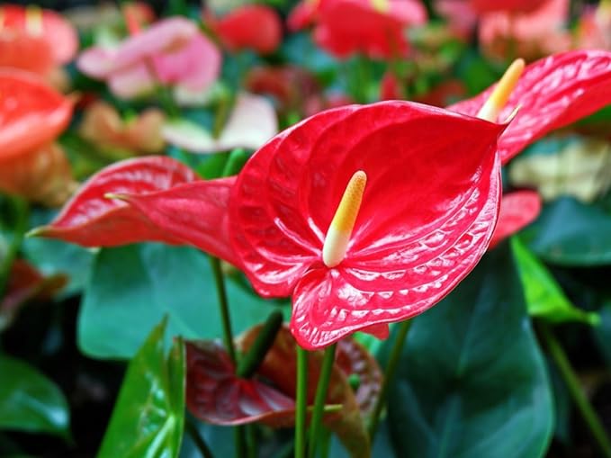 Organic Anthurium Soil Blend - Promote Strong Root Development and Beautiful Flowers - 20 QUARTS